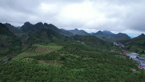 Aerial view of iconic round tea plantation in the mountains. Stock Footage 339447678