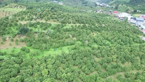 Aerial view of iconic round tea plantation in the mountains. Stock Footage 339447794