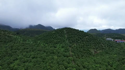 Aerial view of iconic round tea plantation in the mountains. Stock Footage 339448031