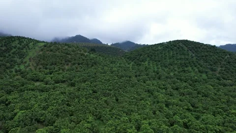Aerial view of iconic round tea plantation in the mountains. Stock Footage 339449400