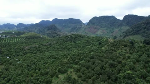 Aerial view of iconic round tea plantation in the mountains. Stock Footage 339449607