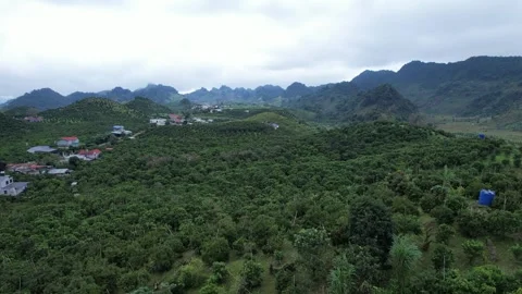 Aerial view of iconic round tea plantation in the mountains. Stock Footage 339449675