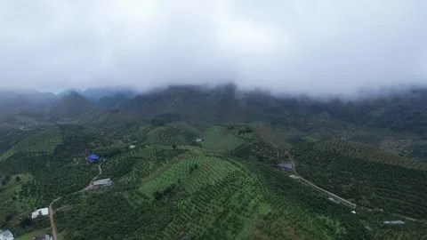 Aerial view of iconic round tea plantation in the mountains. Stock Footage 339449757