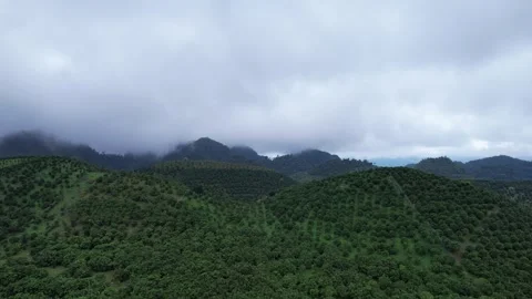 Aerial view of iconic round tea plantation in the mountains. Stock Footage 339449975