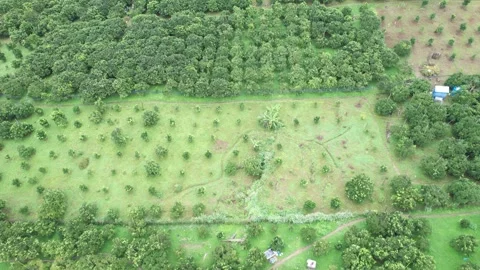 Aerial view of iconic round tea plantation in the mountains. Stock Footage 339450221