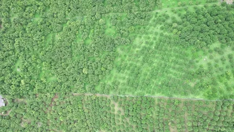 Aerial view of iconic round tea plantation in the mountains. Stock Footage 339450400