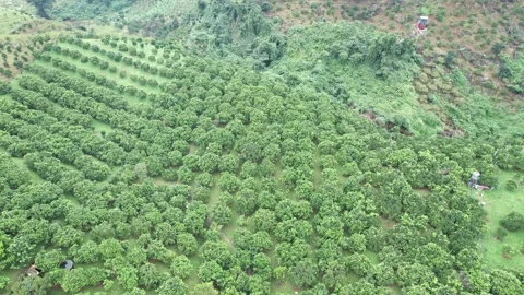 Aerial view of iconic round tea plantation in the mountains. Stock Footage 339450429