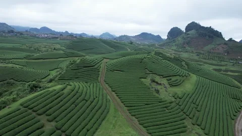 Aerial view of iconic round tea plantation in the mountains. Stock Footage 339451124