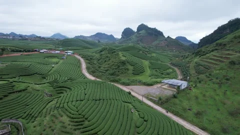 Aerial view of iconic round tea plantation in the mountains. Stock Footage 339451371
