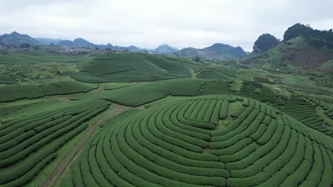 Aerial view of iconic round tea plantation in the mountains. Stock Footage 339451376