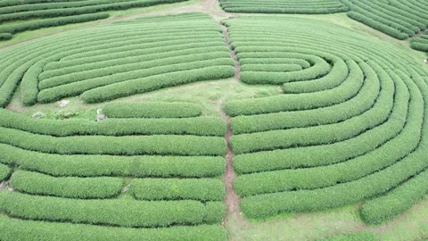 Aerial view of iconic round tea plantation in the mountains. Stock Footage 339451794