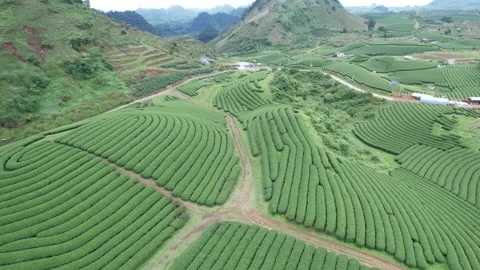 Aerial view of iconic round tea plantation in the mountains. Stock Footage 339452490