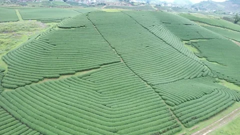 Aerial view of iconic round tea plantation in the mountains. Stock Footage 339452497