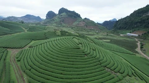 Aerial view of iconic round tea plantation in the mountains. Stock Footage 339452528