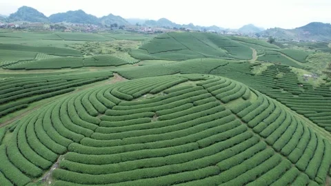 Aerial view of iconic round tea plantation in the mountains. Stock Footage 339452792