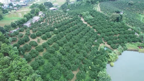 Aerial view of iconic round tea plantation in the mountains. Stock Footage 339453541