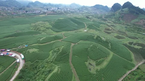 Aerial view of iconic round tea plantation in the mountains. Stock Footage 339453672