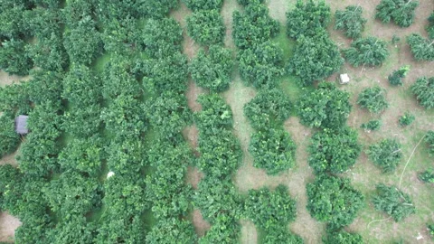 Aerial view of iconic round tea plantation in the mountains. Stock Footage 339453684