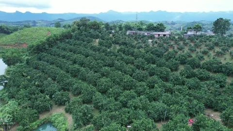 Aerial view of iconic round tea plantation in the mountains. Stock Footage 339453906
