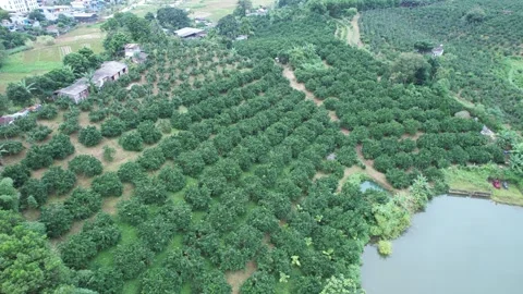 Aerial view of iconic round tea plantation in the mountains. Stock Footage 339455128