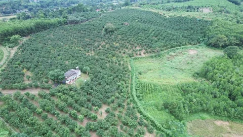 Aerial view of iconic round tea plantation in the mountains. Stock Footage 339455159