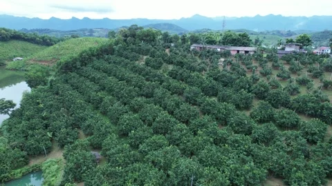 Aerial view of iconic round tea plantation in the mountains. Stock Footage 339455485