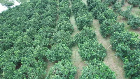 Aerial view of iconic round tea plantation in the mountains. Stock Footage 339455734