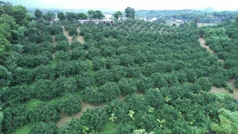Aerial view of iconic round tea plantation in the mountains. Stock Footage 339455924