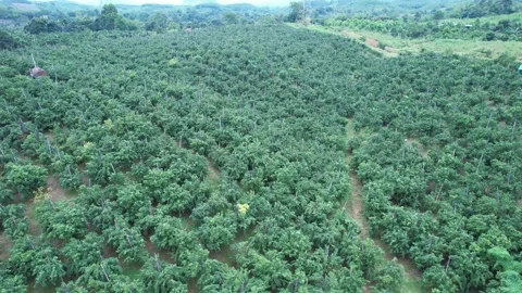 Aerial view of iconic round tea plantation in the mountains. Stock Footage 339456688