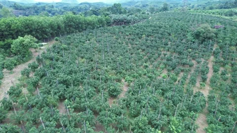 Aerial view of iconic round tea plantation in the mountains. Stock Footage 339456741