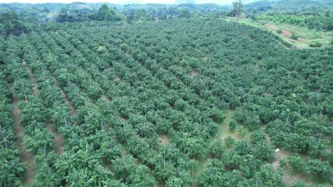 Aerial view of iconic round tea plantation in the mountains. Stock Footage 339457262