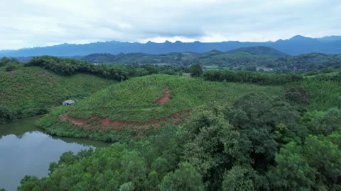 Aerial view of iconic round tea plantation in the mountains. Stock Footage 339457264