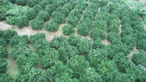 Aerial view of iconic round tea plantation in the mountains. Stock Footage 339457492