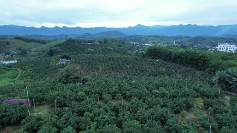 Aerial view of iconic round tea plantation in the mountains. Stock Footage 339457610
