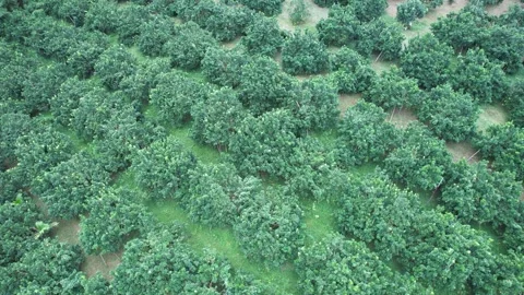 Aerial view of iconic round tea plantation in the mountains. Stock Footage 339457841