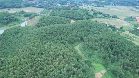 Aerial view of iconic round tea plantation in the mountains. Stock Footage 339457862