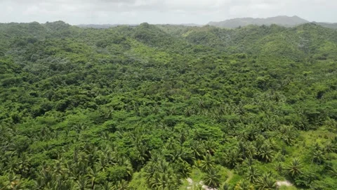 Aerial view of idyllic Playa Rincón beach near Las Galeras on the lush Samaná Vidéo 299569117