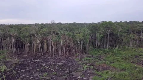 Aerial view of illegal deforestation in the Amazon rainforest, Brazil. Burn land Vidéo 159720470
