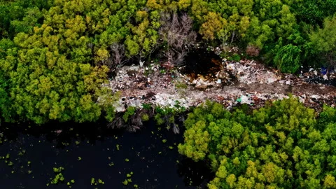 Aerial View of Illegal Trash Dump and Burnt Areas in Green Mangrove Forest on Stock Footage 336781489