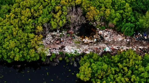 Aerial View of Illegal Waste Dump Cutting Through Mangrove Forest Environmental 스톡 동영상 334265458
