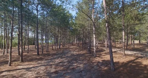 Aerial view inside of coniferous forest on sunny day Stock Footage 107486353
