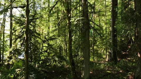 Aerial View Inside a Scenic Temperate Rainforest in the Pacific Northwest 動画素材 247148037