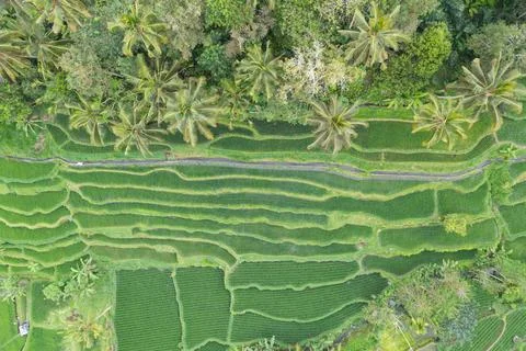 Aerial View of Intricate Patterns in Sibetan Rice Terraces, Bali, Indonesia Stock Photos