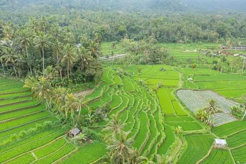 Aerial View of Intricate Patterns in Sibetan Rice Terraces, Bali, Indonesia Stock Photos