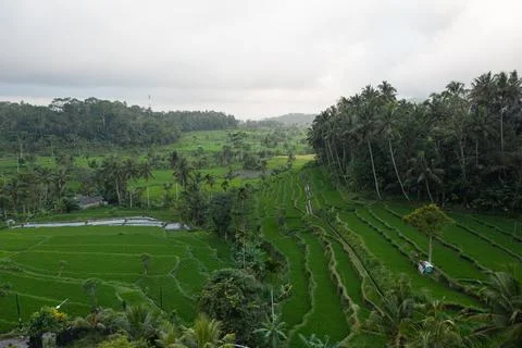 Aerial View of Intricate Patterns in Sibetan Rice Terraces, Bali, Indonesia Stock Photos