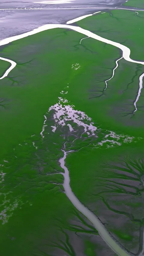 Aerial View of Intricate Tidal Tree Patterns on Qiantang River Mudflats China Stock Footage 342599606