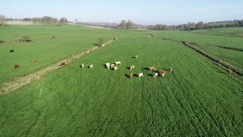 Aerial View of Irish Cattle Stock Footage 156746700