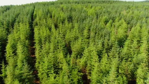 An aerial view of Irish forest. Stock Footage 161813316