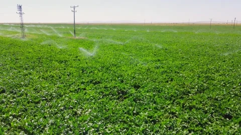 Aerial view of irrigation system, water-jet rain cannons, sprinklers, on field, Stock Footage 252618058