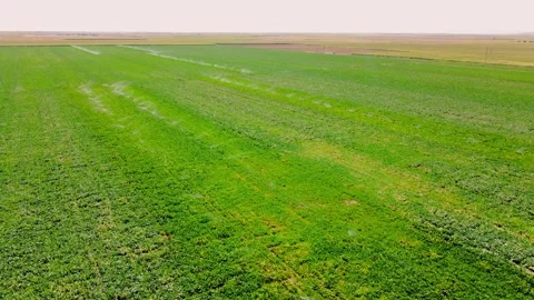 Aerial view of irrigation system, water-jet rain cannons, sprinklers, on field, Video stock 252641810